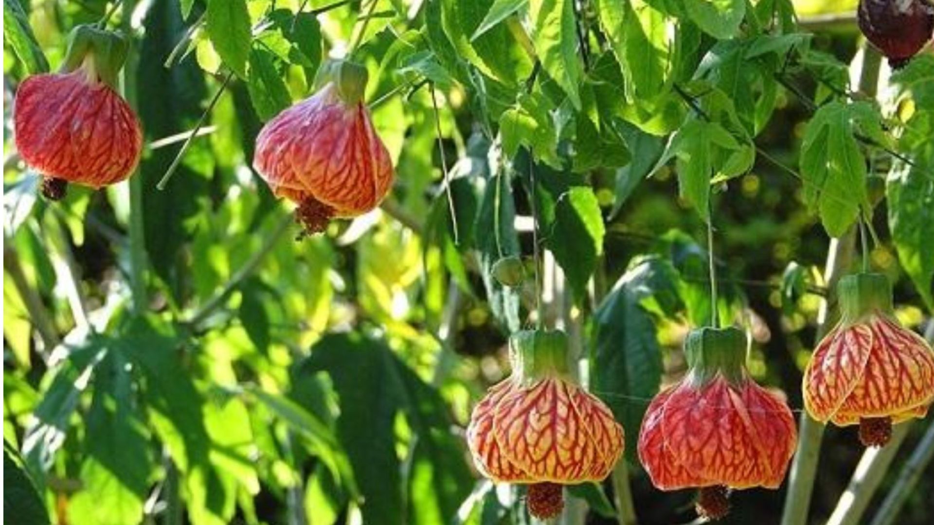 Công dụng khi trồng cây Lồng Đèn